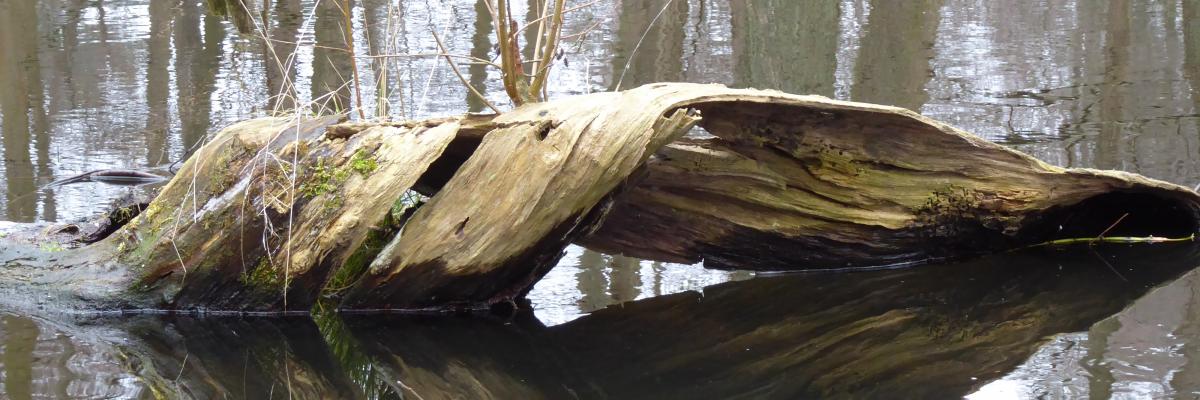 Baumstamm im Wasser