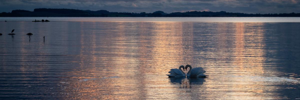 Zwei Schäne auf einem abendlichen See bilden ein Herz