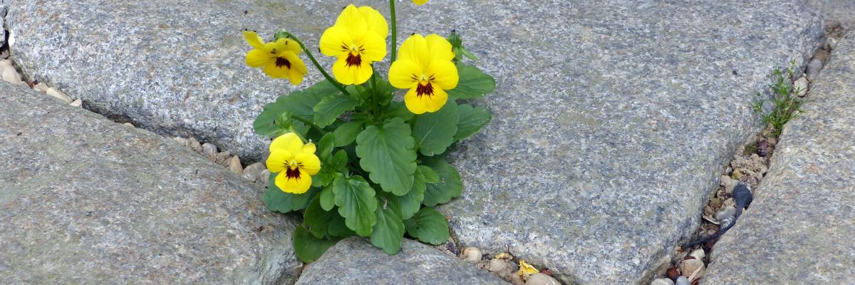 Frühlingsblume zwischen Pflastersteinen
