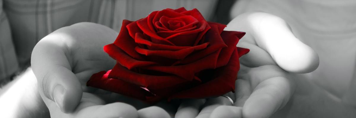 Rose in Händen