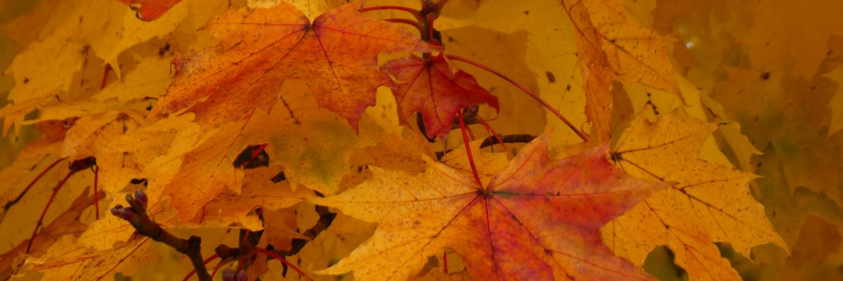 Leuchtende Herbstblätter