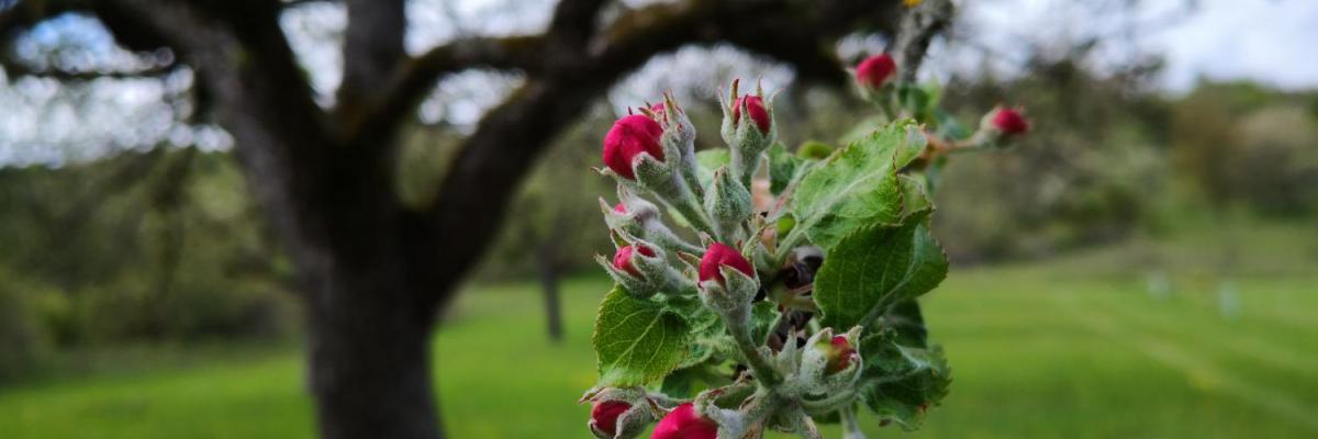 Aufbrechende Apfelbaumblüten