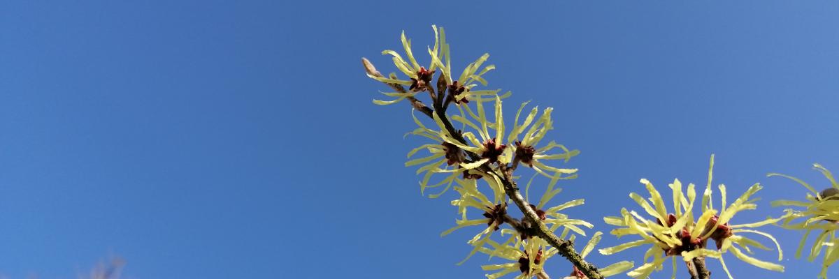 Blühender Ast vor blauem Himmel