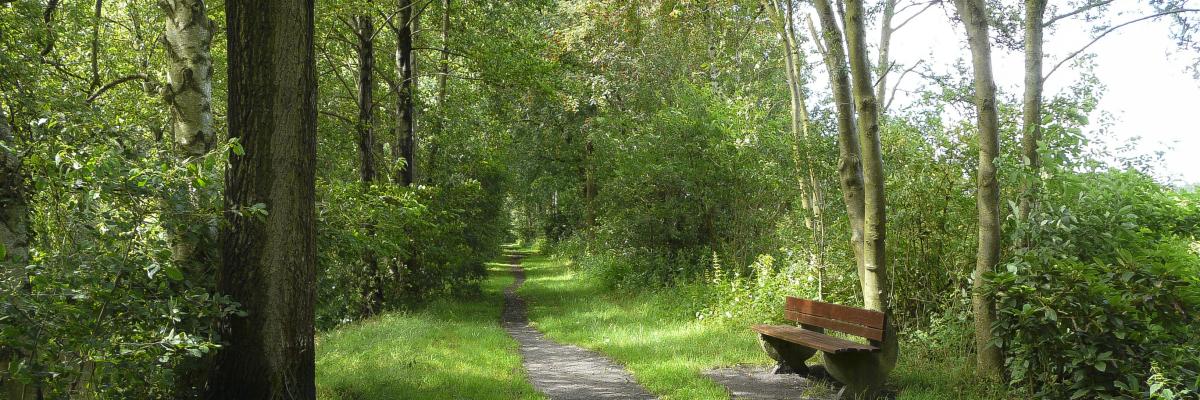 Schattiger Waldweg mit Bank, umgeben von grünen Bäumen und Gras. 