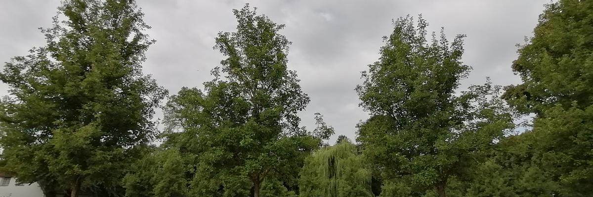 Bäume ragen in den Himmel